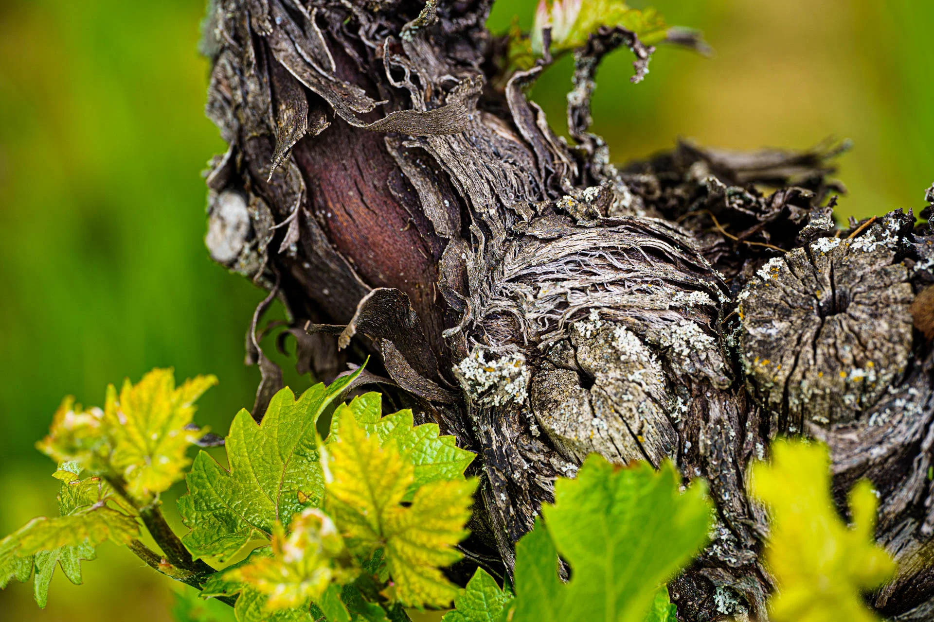 Stefano Zoli | Verdicchio di Matelica DOC