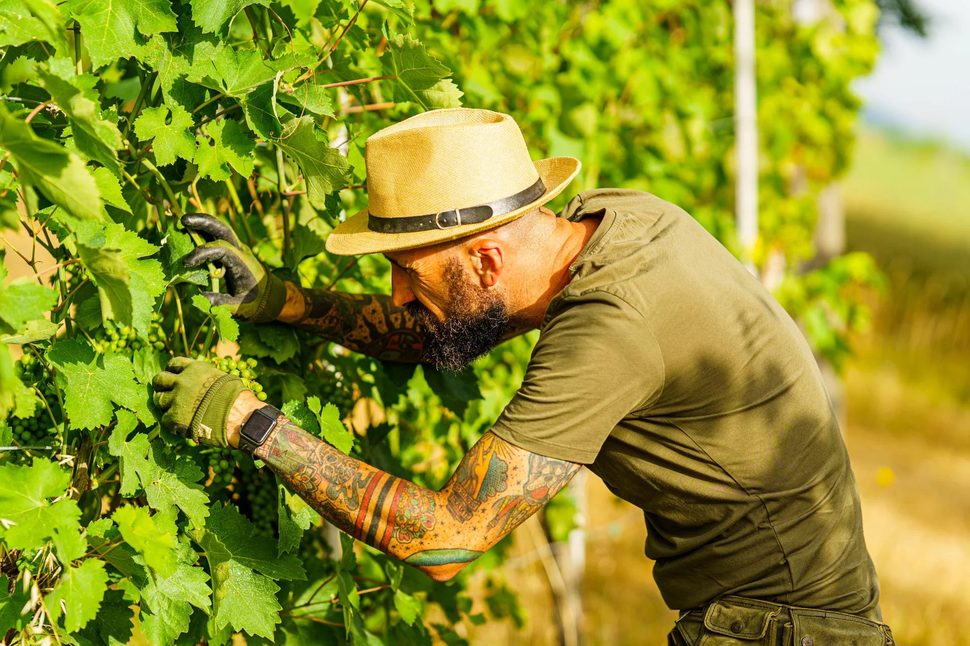 Stefano Zoli | Verdicchio di Matelica DOC