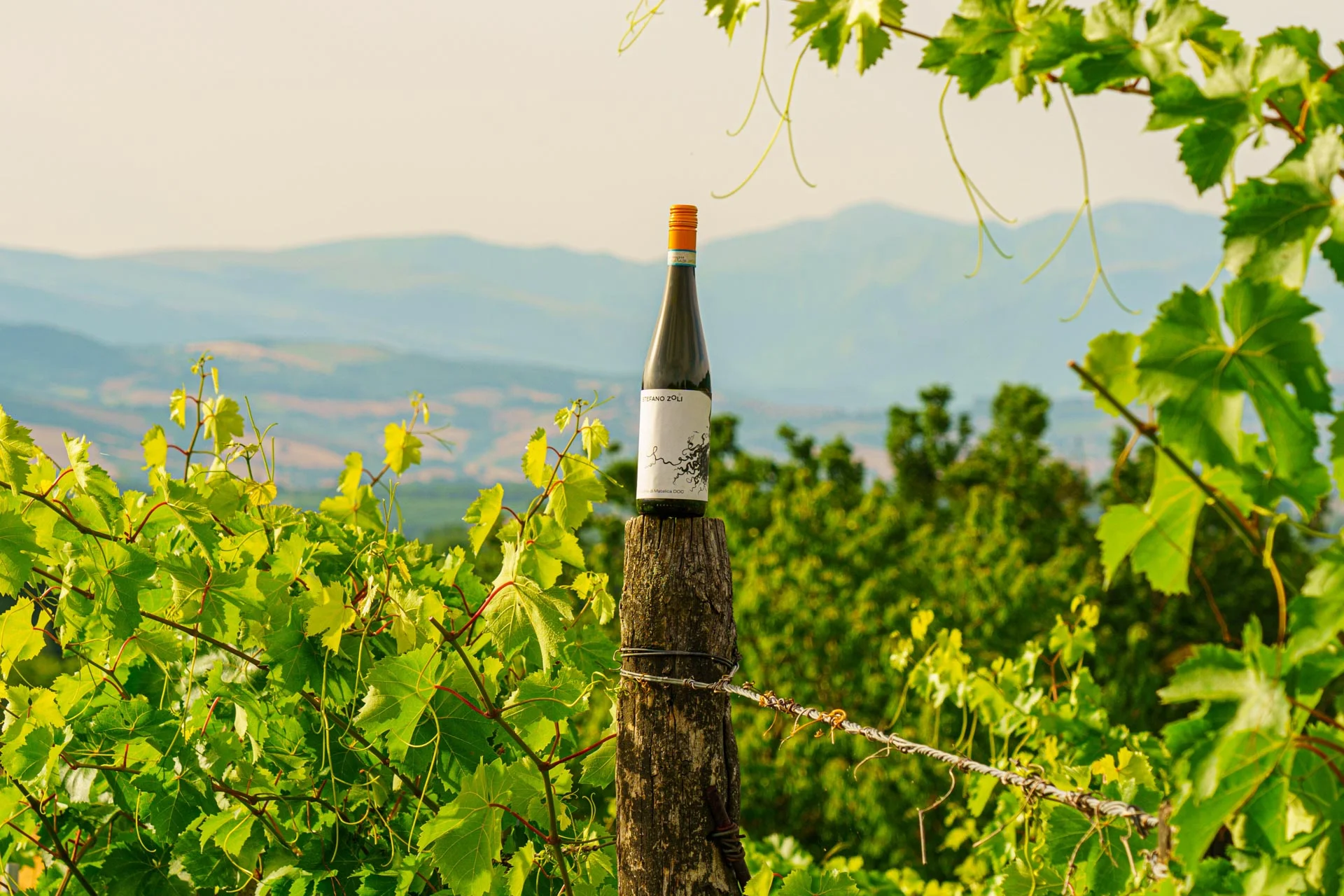 Stefano Zoli | Verdicchio di Matelica DOC