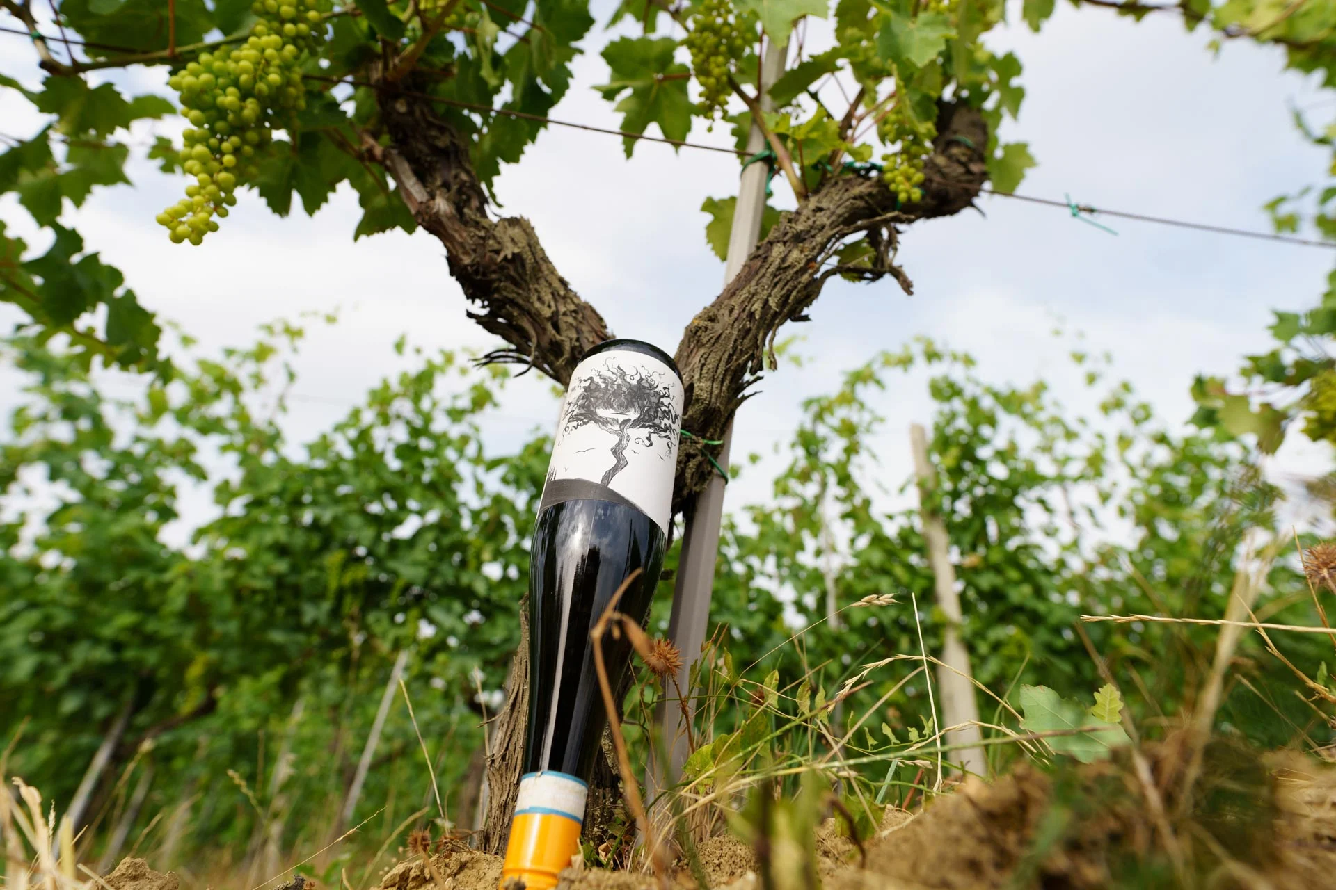 Stefano Zoli | Verdicchio di Matelica DOC