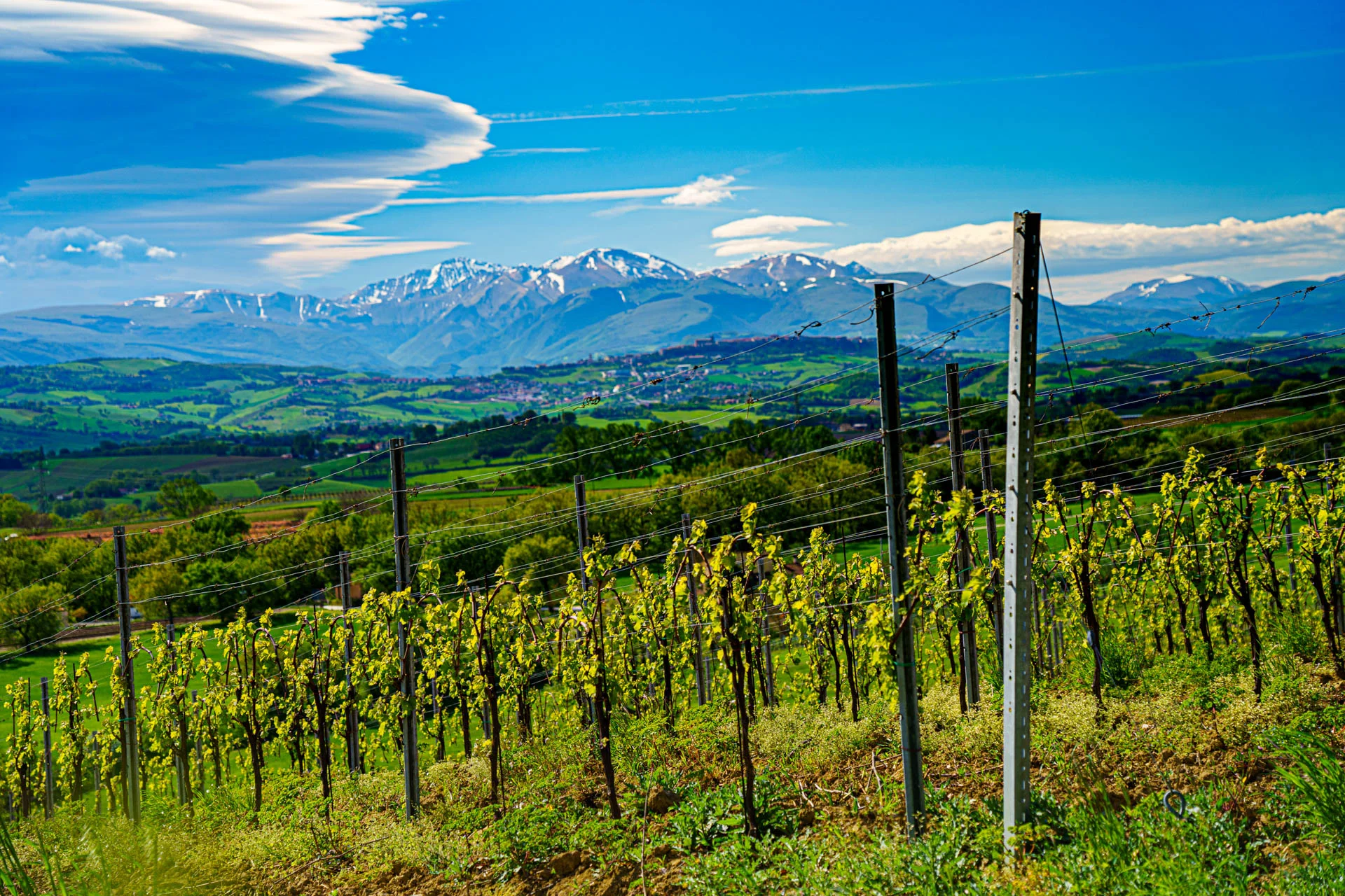 Stefano Zoli | Verdicchio di Matelica DOC