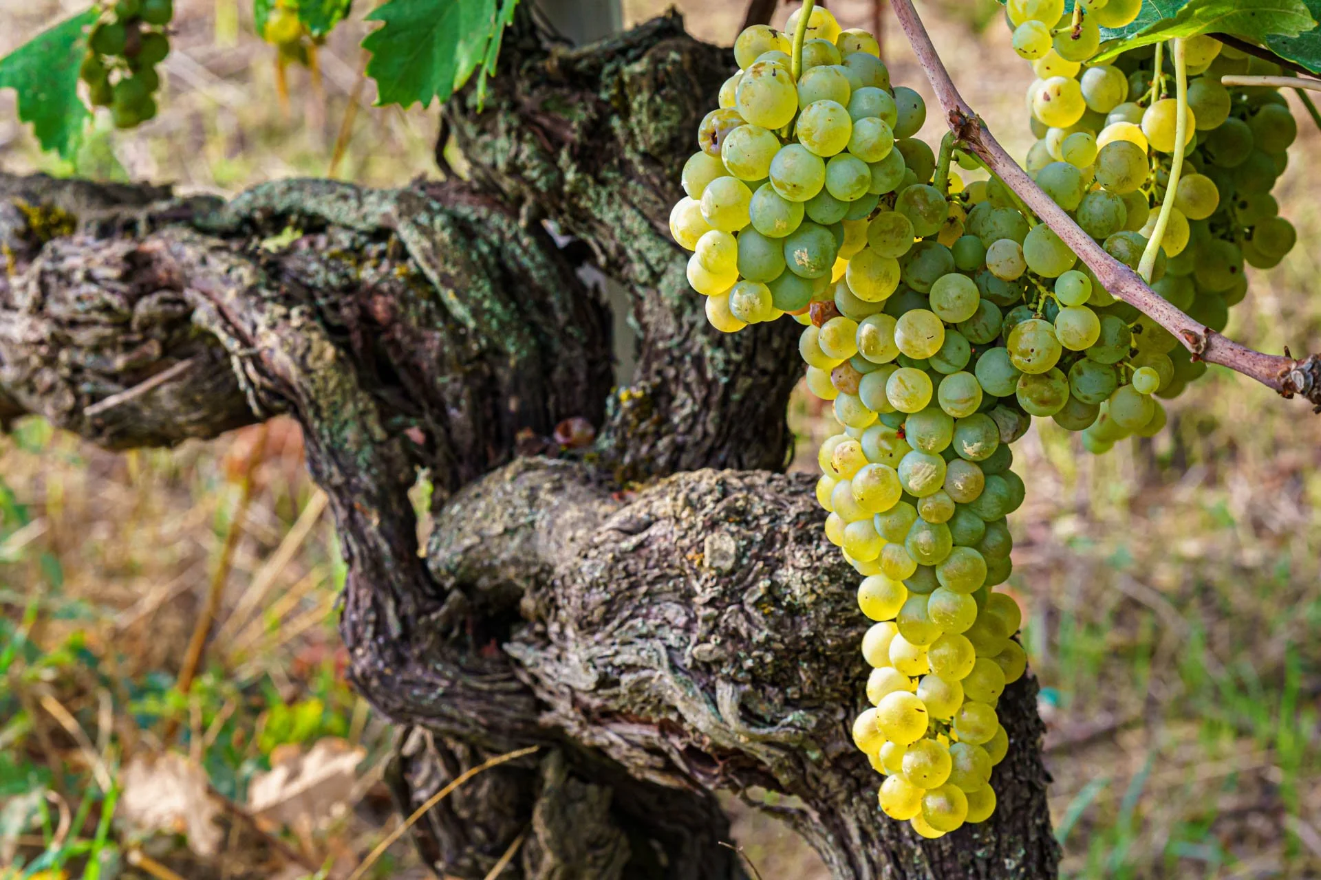 Stefano Zoli | Verdicchio di Matelica DOC