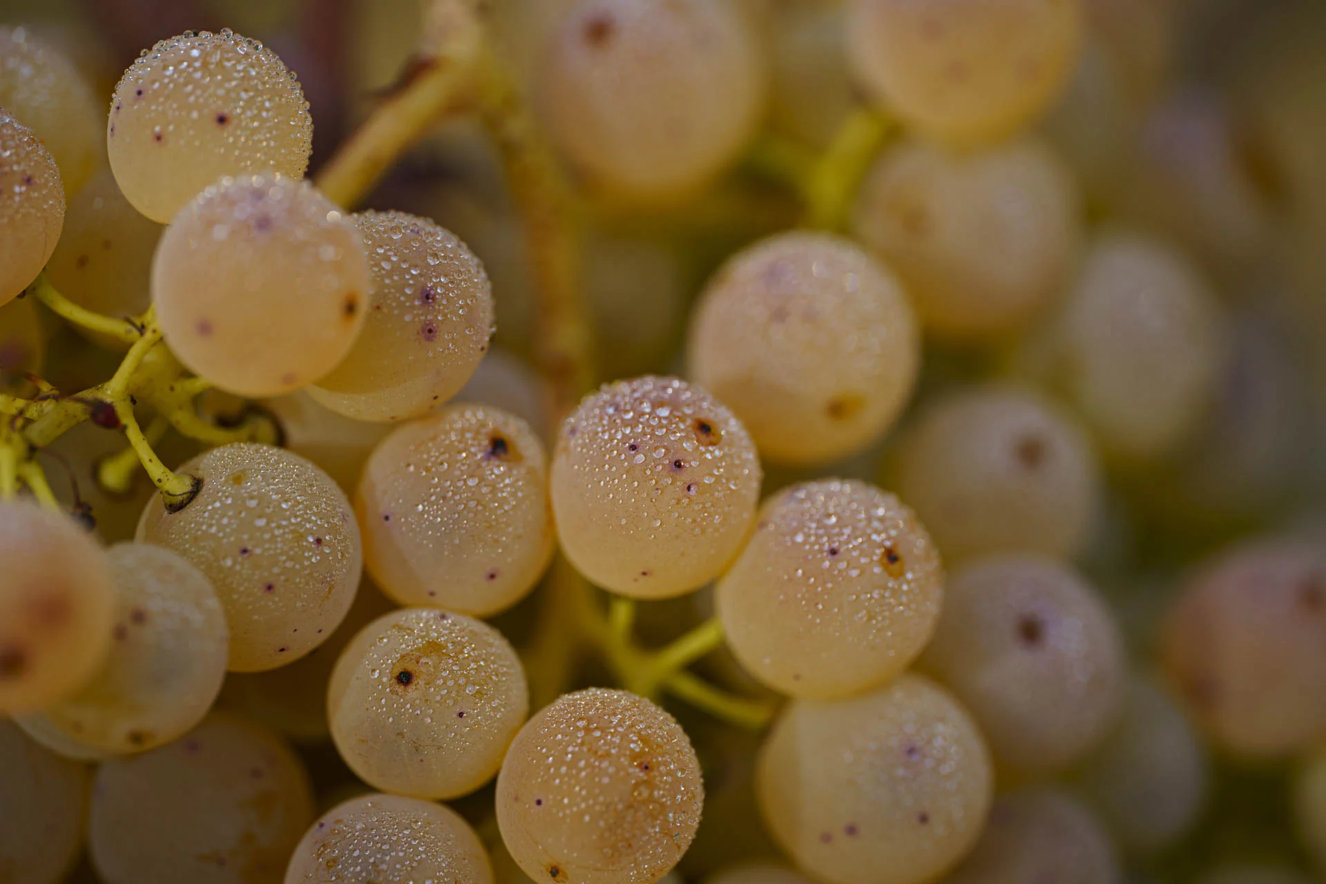Stefano Zoli | Verdicchio di Matelica DOC