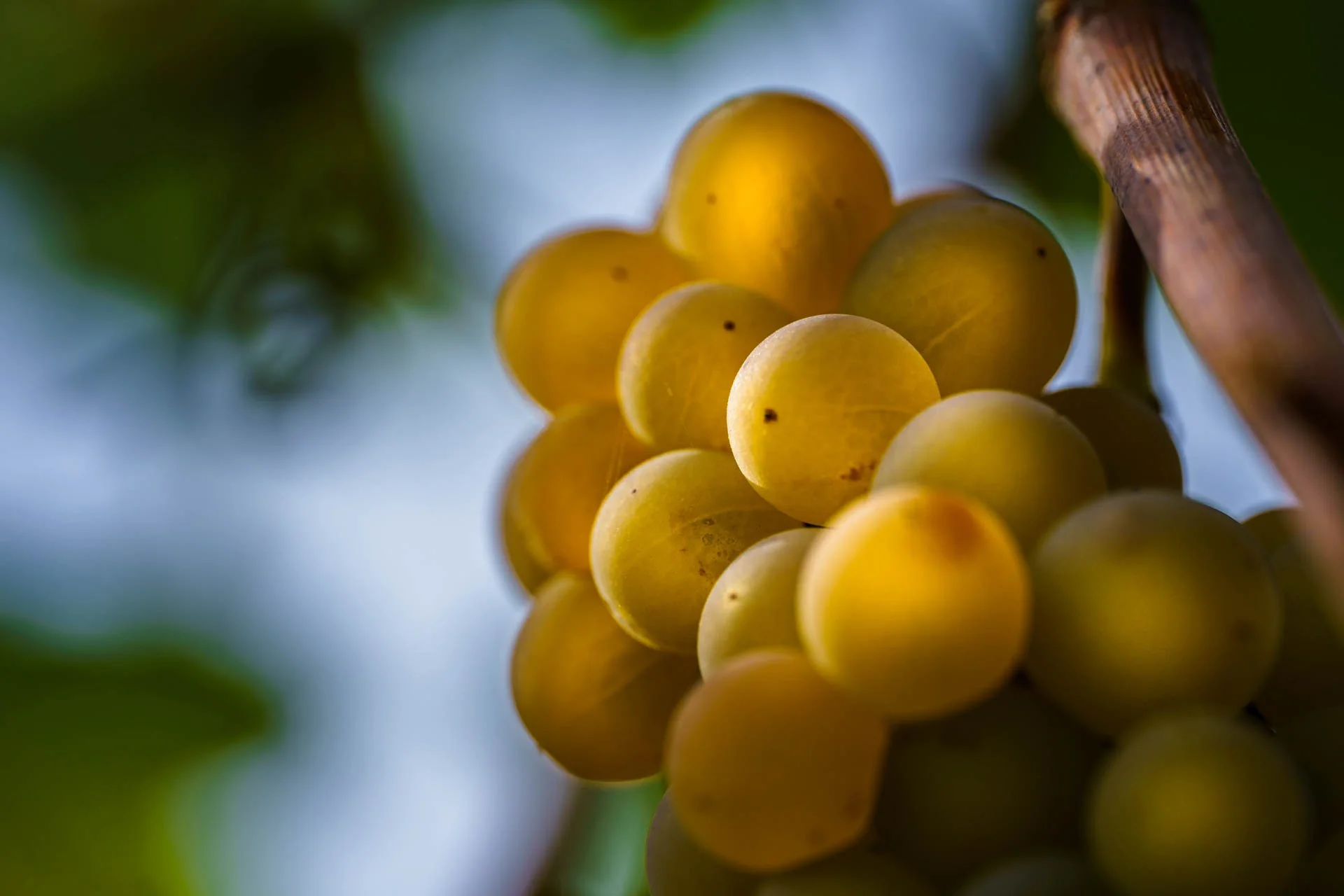 Stefano Zoli | Verdicchio di Matelica DOC
