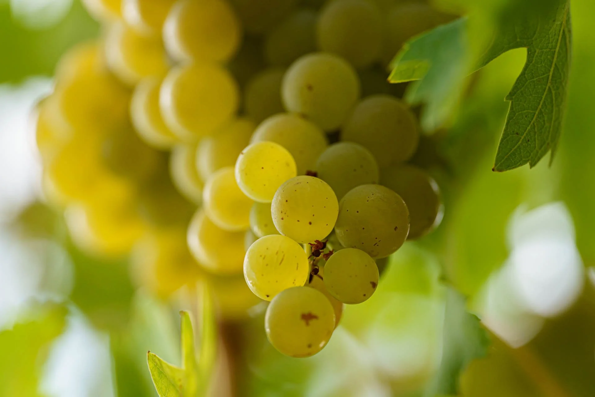Stefano Zoli | Verdicchio di Matelica DOC