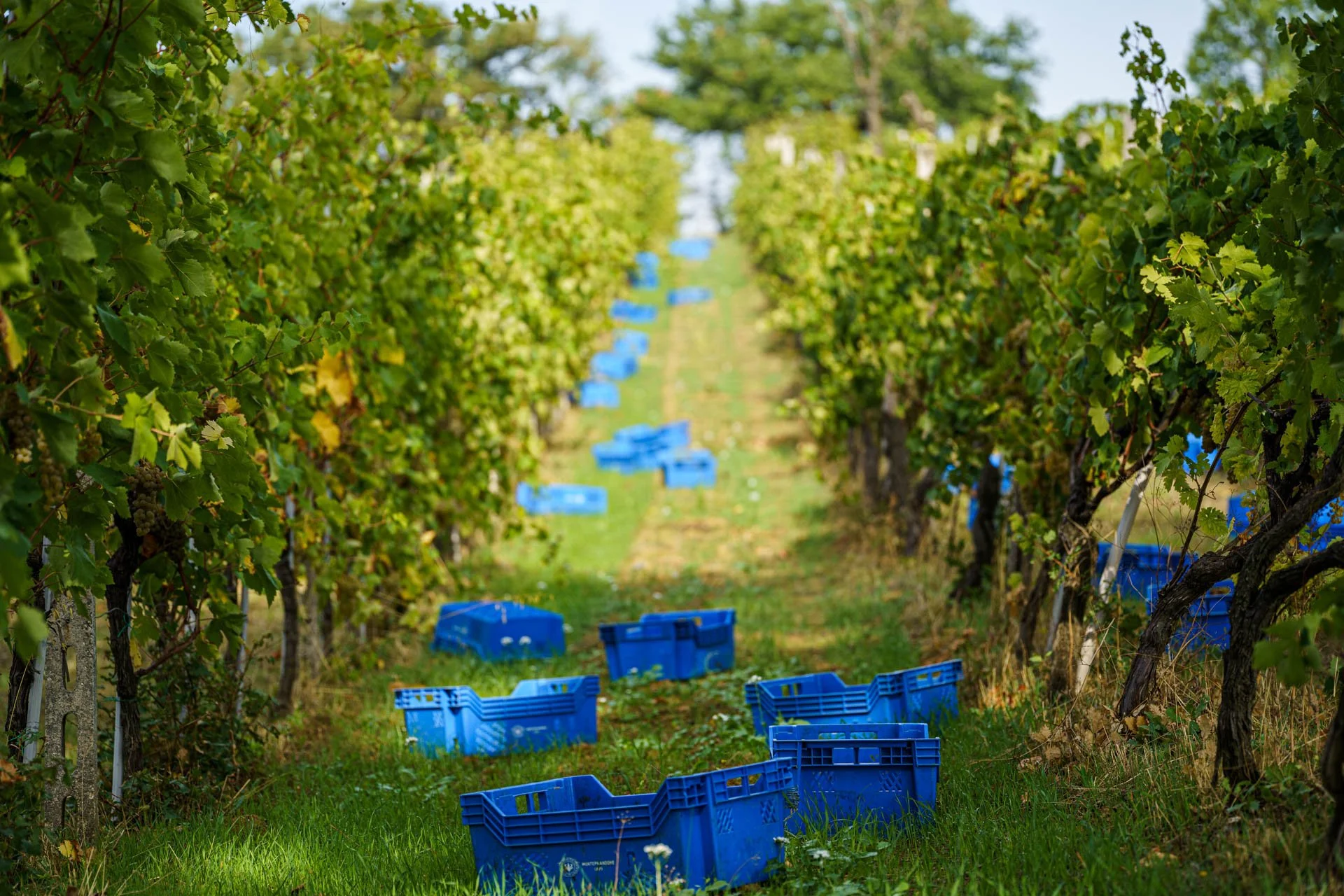 Stefano Zoli | Verdicchio di Matelica DOC