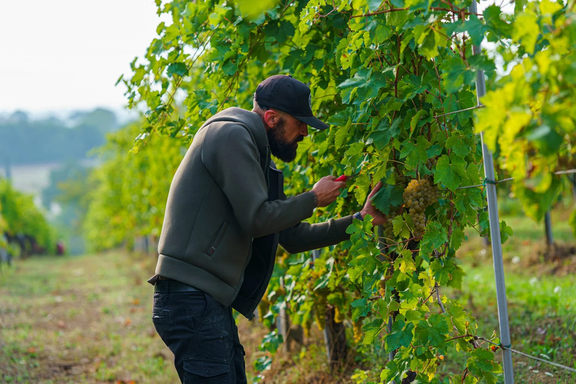 Stefano Zoli | Verdicchio di Matelica DOC